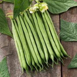 fasola-karlowa-delfina-wczesna-dlugosc-straka-ok-12-13-cm-nasiona-warzyw
