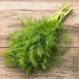 koper-ogrodowy-kronos-srednio-pozny-wysokiej-jakosci-nasiona