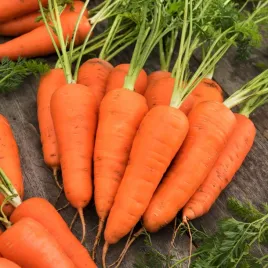 marchew-jadalna-salsa-f1-pozna-smaczna-nasiona-warzyw-marchwi