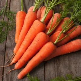 marchew-samba-f1-pozna-bardzo-smaczna-nasiona-warzyw-marchwi