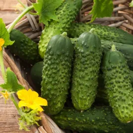 ogorek-gruntowy-gomes-f1-odmiana-wczesna-bardzo-smaczne-nasiona-warzyw