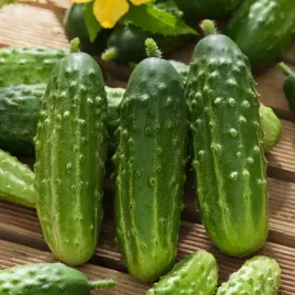 ogorek-gruntowy-tymon-f1-sr-wczesny-ksztaltny-nasiona-warzyw