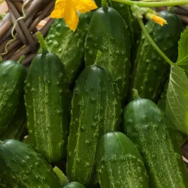 ogorek-gruntowy-basza-f1-wczesny-do-sredniowczesnych-nasiona-ogorkow