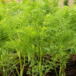 koper-ogrodowy-skaner-odmiana-srednio-pozna-nasiona-warzyw