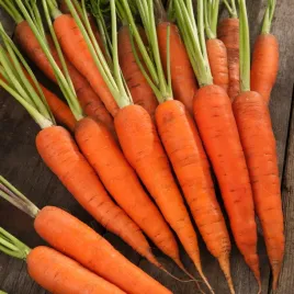 marchew-norton-f1-srednio-pozna-nasiona-warzyw-marchwi