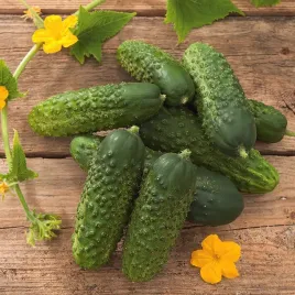 ogorek-gruntowy-arko-f1-odmiana-wczesna-grubobrodawkowy-nasiona-ogorki