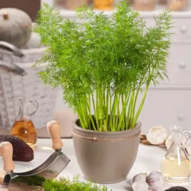 koper-ogrodowy-karlowy-na-balkony-i-tarasy-wysokiej-jakosci-nasion