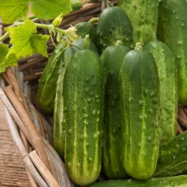 ogorek-gruntowy-remiz-f1-sredniowczesny-typu-konserwowego-nasiona-warzyw