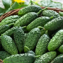 ogorek-korniszon-hugon-f1-bardzo-smaczny-nasiona-warzyw-ogorkow-ogorki