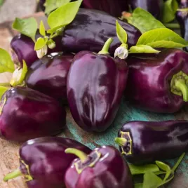 papryka-slodka-oda-ksztalt-block-odmiana-fioletowa-nasiona-warzyw-papryki