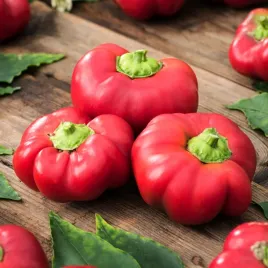papryka-slodka-iga-sredniowczesna-zielona-do-czerwonej-nasiona-warzyw