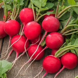 rzodkiewka-kulista-galaxy-czerwona-szybki-wzrost-nasiona-rzodkiewki