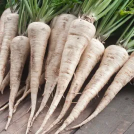 pietruszka-korzeniowa-samba-odmiana-pozna-dorodne-korzenie-nasiona-warzyw