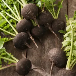 rzodkiew-murzynka-pozna-kulista-skorka-czarna-bardzo-soczysta-nasiona