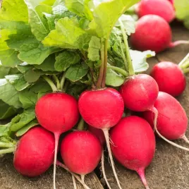 rzodkiewka-kulista-gama-czerwona-tunel-grunt-nasiona-warzyw-rzodkiewki