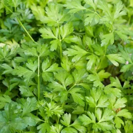 pietruszka-naciowa-fest-wczesna-o-gladkich-lisciach-nasiona-warzyw
