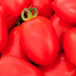 pomidor-karlopwy-awizo-f1-sr-wczesny-odporny-na-zaraze-nasiona-pomidorow