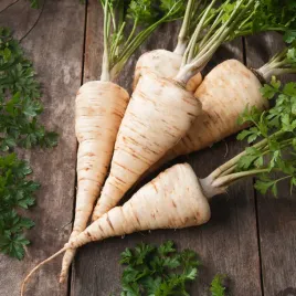 pietruszka-korzeniowa-kinga-pozna-swieze-nasiona-warzyw-pietruszki