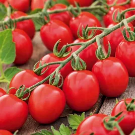 pomidor-karlowy-lambert-f1-sr-wczesny-owoc-ok-80-90-g-nasiona-pomidorow
