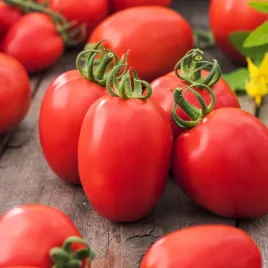 pomidor-karlowy-frodo-sr-wczesny-plenny-i-odporny-nasiona-pomidorow
