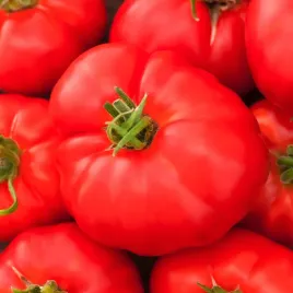 pomidor-marmande-vr-typ-malinowy-wczesny-wysoki-nasiona-pomidorow-pomidory