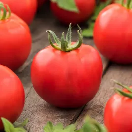 pomidor-karlowy-antares-f1-wczesny-odporny-na-choroby-nasiona-pomidorow