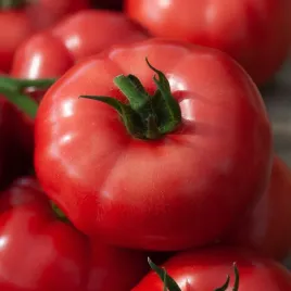 pomidor-maliniak-typ-malinowy-karlowy-sztywnolodygowy-nasiona-pomidorow