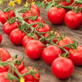 pomidor-wysoki-drobnoowocowy-cherrola-f1-wysoki-czerwony-nasiona-pomidorow