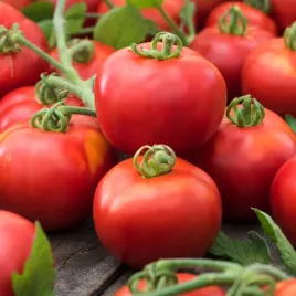pomidor-wysoki-krakus-duze-owoce-srednio-pozny-nasiona-pomidorow-pomidory