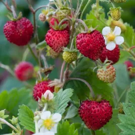 poziomka-bezrozlogowa-slodka-aromatyczna-latwa-w-uprawie-nasiona-plenna