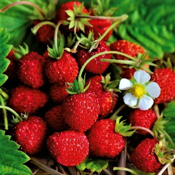 poziomka-plantico-waga-z-opakowaniem-0-005-kg