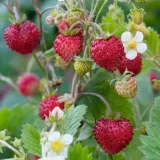 poziomka-plantico-cykl-rozwojowy-rosliny-wieloletnia