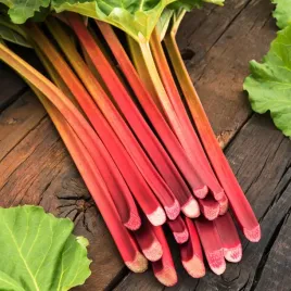 rabarbar-lider-wczesny-intensywny-smak-nasiona-rabarbaru-plenny-soczysty