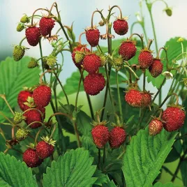 poziomka-rujana-odmiana-zwisajaca-idealna-do-donic-nasiona-poziomki