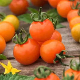 pomidor-karlowy-drobnoowocowy-venus-owoce-pomaranczowe-nasiona-pomidory