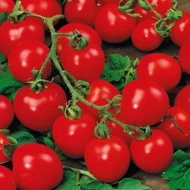 pomidor-karlowy-drobnoowocowy-maskotka-na-balkony-czerwony-nasiona-pomidory