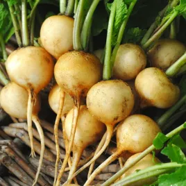 rzodkiewka-zlata-zolta-kulista-bardzo-smaczna-nasiona-rzodkiewki
