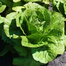 salata-maslowa-maryna-pozna-delikatna-smaczna-plenna-swieze-nasiona-salaty