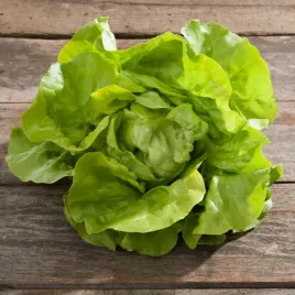 salata-maslowa-owacja-sr-wczesna-delikatna-plenna-i-smaczna-nasiona-warzyw