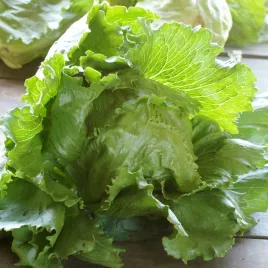 salata-krucha-kinga-sr-wczesna-chrupiaca-dorodna-plenna-nasiona-warzyw