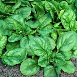 szpinak-greta-f1-nasiona-warzyw-duze-liscie-3-terminy-siewu-wytrzymaly