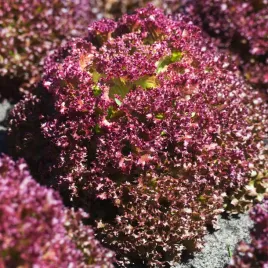 salata-lisciowa-crimson-sr-wczesna-czerwona-kedzierzawa-nasiona-warzyw