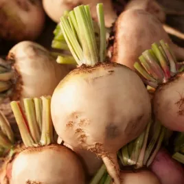 seler-korzeniowy-albin-srednio-wczesny-swieze-nasiona-selera