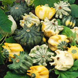 dynia-ozdobna-korona-cierniowa-nasiona-dyni-dekoracyjnych-kolczaste-owoce