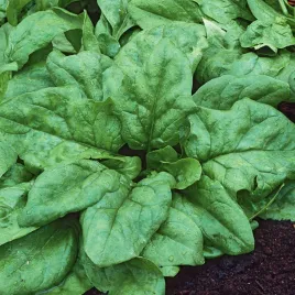 szpinak-orbita-f1-nasiona-szpinaku-miesiste-liscie-3-terminy-siewu-plenny