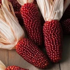 kukurydza-ozdobna-truskawkowa-nasiona-kwiatow-na-suche-bukiety-dekoracja