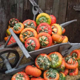 dynia-ozdobna-sultanski-turban-nasiona-dyni-ozdobnych-niespotykany-ksztalt