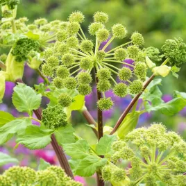 arcydziegiel-litwor-nasiona-ziol-angelica-archangelica-aromatyczna-bylina