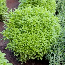 bazylia-grecka-nasiona-ziol-occimum-basilicum-drobnolistna-aromatyczna