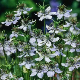 czarnuszka-siewna-nasiona-ziol-nigella-sativa-aromatyczne-nasiona